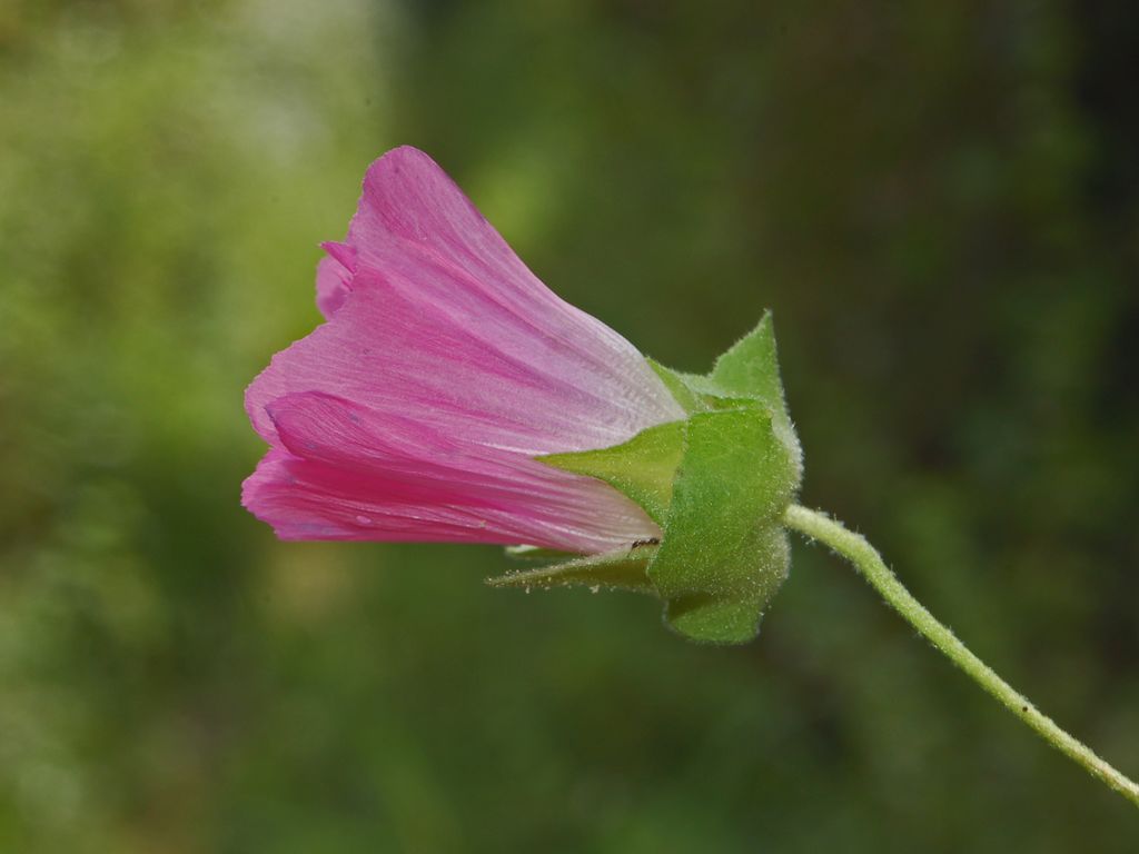 Malva punctata (=Lavatera punctata) / Malvone punteggiato